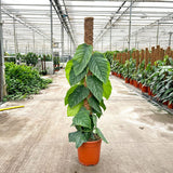 110 - 130cm Monstera Dubia on Mosspole 24cm Pot House Plant House Plant