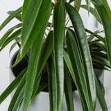 115 - 130cm Ficus Binnendijkii Alii Rubber Plant 27cm Pot House Plant House Plant
