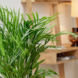 120 - 130cm Areca Palm Dypsis Lutescens 24cm Pot House Plant House Plant