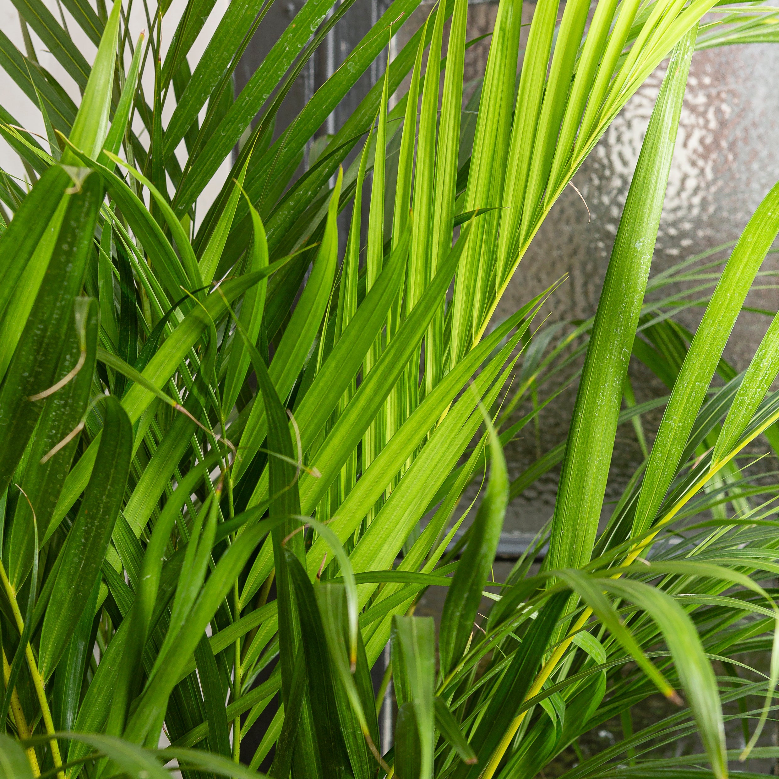 120 - 130cm Areca Palm Dypsis Lutescens 24cm Pot House Plant House Plant