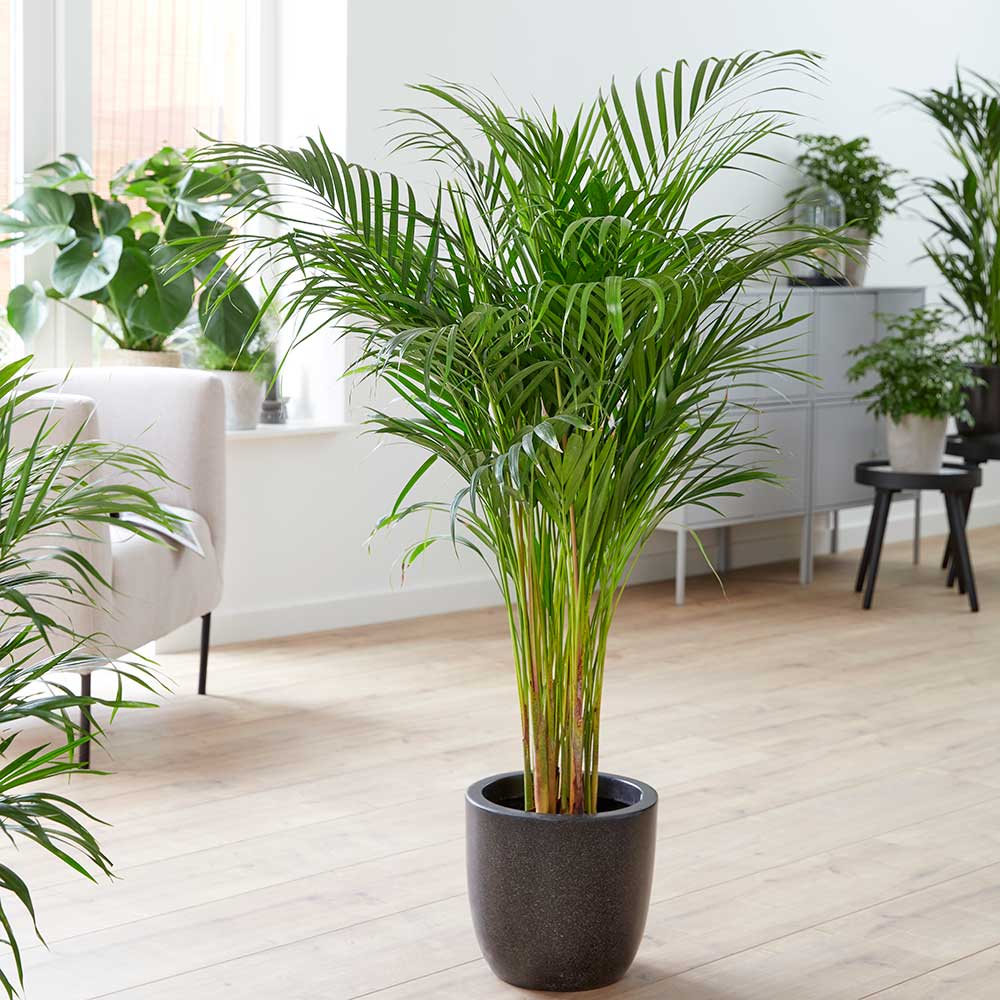 120 - 130cm Areca Palm Dypsis Lutescens 24cm Pot House Plants