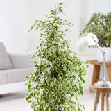 120 - 140cm Ficus Golden King Rubber Plant 27cm Pot House Plants