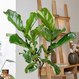 120 - 140cm Ficus Lyrata Tree Fiddle Leaf Fig 24cm Pot House Plant House Plant