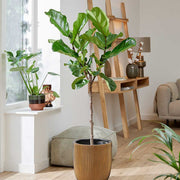 120 - 140cm Ficus Lyrata Tree Fiddle Leaf Fig 24cm Pot House Plant