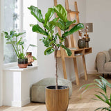 120 - 140cm Ficus Lyrata Tree Fiddle Leaf Fig 24cm Pot House Plants