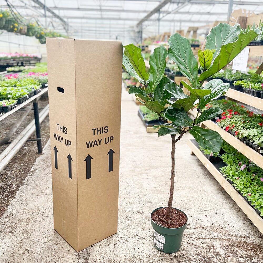 120 - 140cm Ficus Lyrata Tree Fiddle Leaf Fig 27cm Pot House Plant House Plant