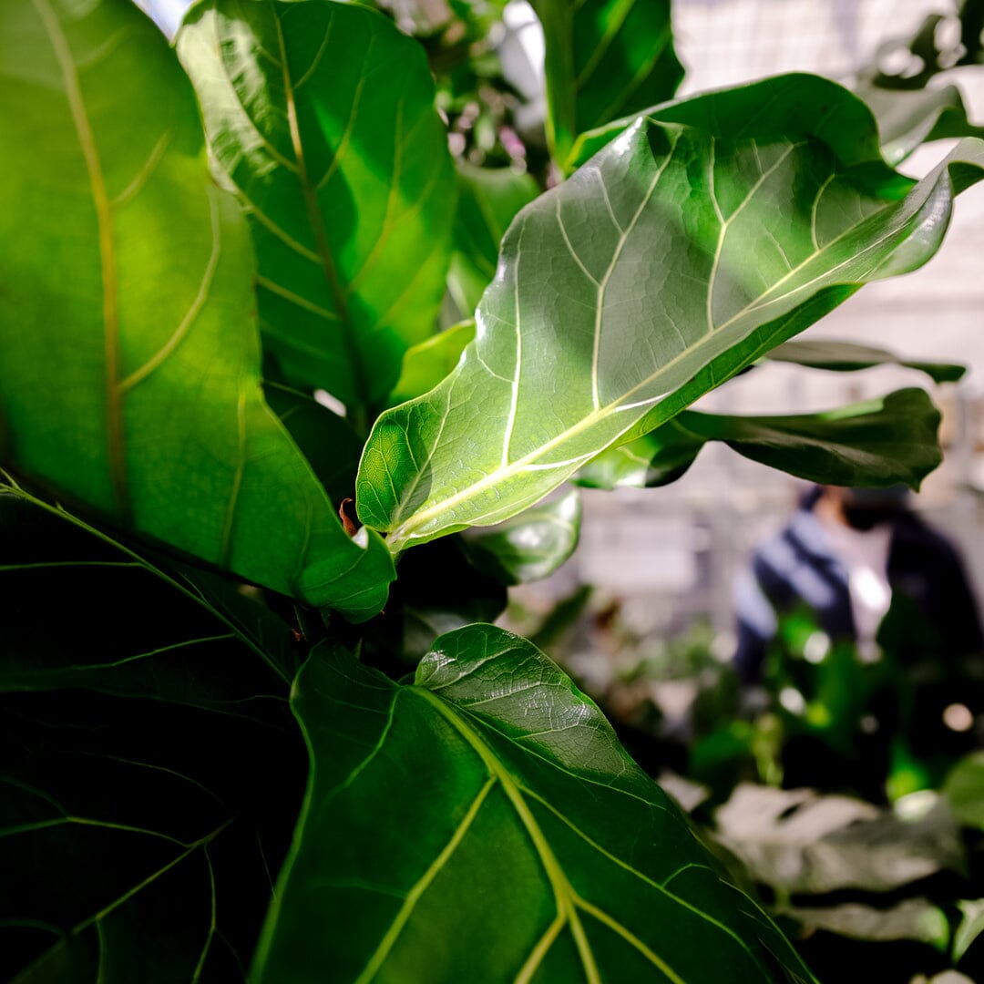 120 - 140cm Ficus Lyrata Tree Fiddle Leaf Fig 27cm Pot House Plant House Plant