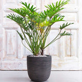75 - 100cm Philodendron Xanadu 30cm Pot House Plant