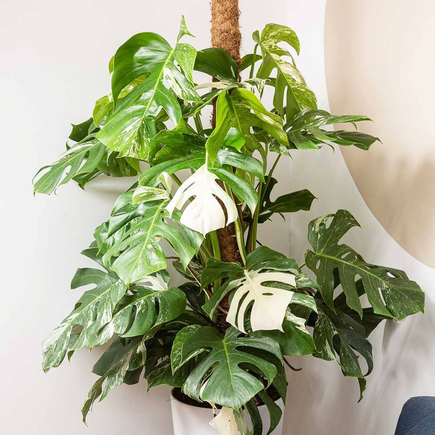 120 - 140cm Variegated Monstera Albo Variegata Variegated Cheese Plant 27cm Pot House Plant House Plant