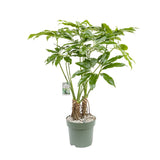 130 - 140cm Thaumatophyllum Spruceanum Philodendron Fun Bun 30cm Hydro Pot Office Plants