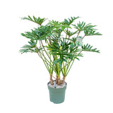 130 - 140cm Philodendron Xantal 30cm Hydro Pot 