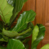 130 - 150cm Ficus Lyrata Tree Fiddle Leaf Fig 27cm Pot House Plant House Plant
