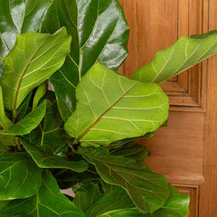130 - 150cm Ficus Lyrata Tree Fiddle Leaf Fig 27cm Pot House Plant House Plant