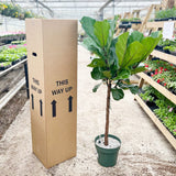 130 - 160cm XL Ficus Lyrata Tree Fiddle Leaf Fig 27cm Pot House Plant House Plant