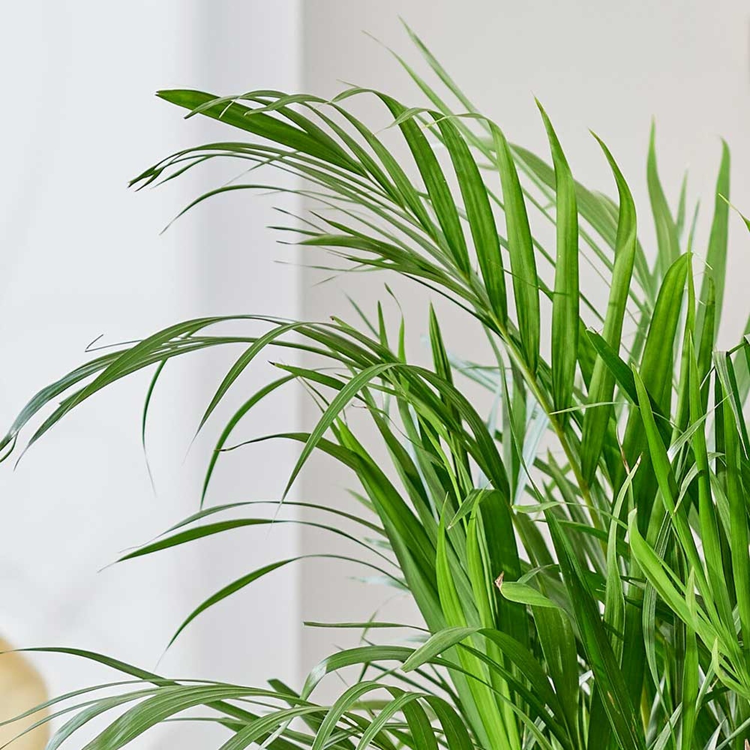 130 - 140cm Areca Palm Dypsis Lutescens 24cm Pot House Plant