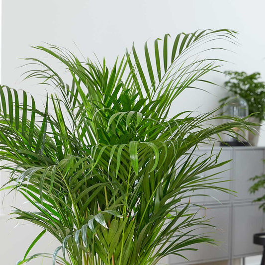 130 - 140cm Areca Palm Dypsis Lutescens 24cm Pot House Plant