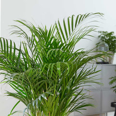 130 - 140cm Areca Palm Dypsis Lutescens 24cm Pot House Plant