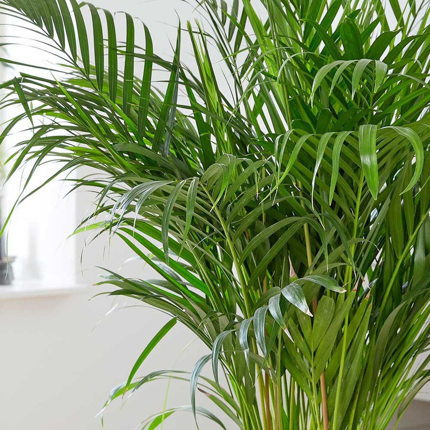 130 - 140cm Areca Palm Dypsis Lutescens 24cm Pot House Plant