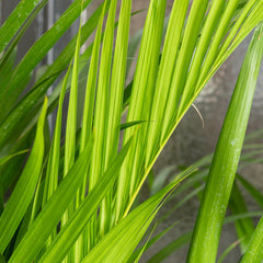 130 - 140cm Areca Palm Dypsis Lutescens 24cm Pot House Plant