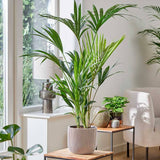 130 - 150cm Kentia Palm XL Howea Forsteriana 24cm Pot House Plant