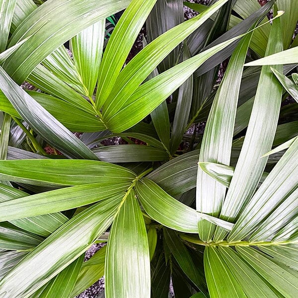135 - 150cm Kentia Palm XL Howea Forsteriana 24cm Pot House Plant House Plant