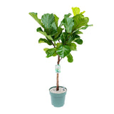 140 - 150cm Ficus Lyrata Tree 27cm Hydro Pot 