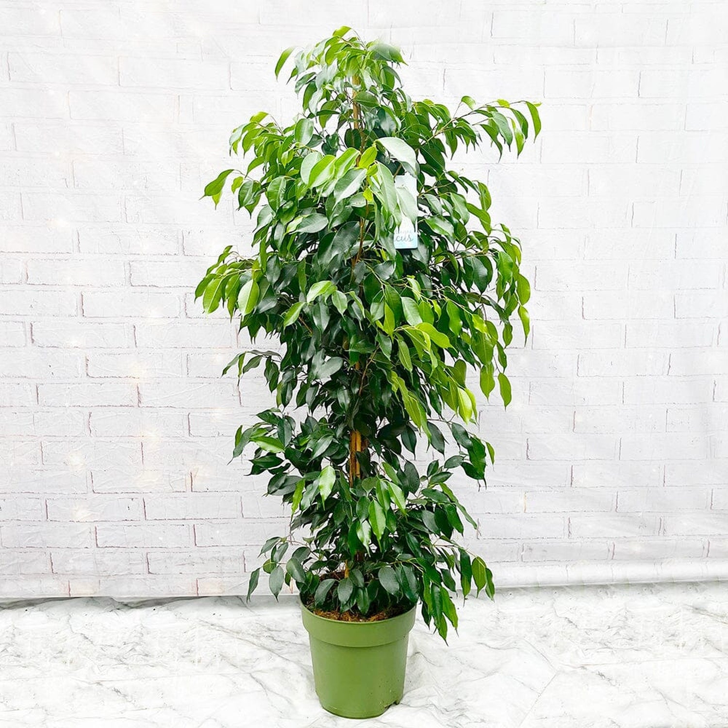 140 - 160cm Ficus Danielle Rubber Plant 27cm Pot House Plant House Plant