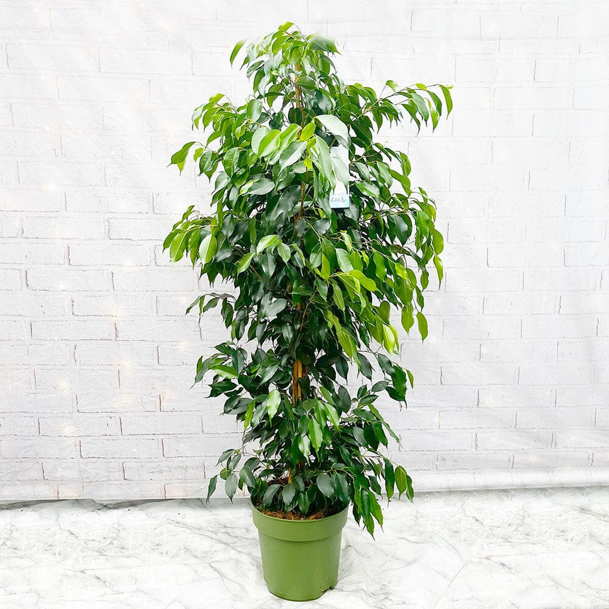 140 - 160cm Ficus Danielle Rubber Plant 27cm Pot House Plant House Plant