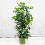 140 - 160cm Ficus Danielle Rubber Plant 27cm Pot House Plant
