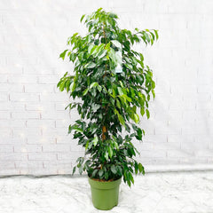 140 - 160cm Ficus Danielle Rubber Plant 27cm Pot House Plant House Plant