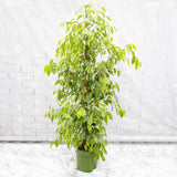 140 - 160cm Ficus Golden King Rubber House Plant 24cm Pot