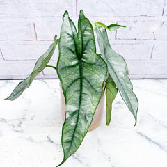 15 - 20cm Alocasia Dragon Breath Heterophylla Elephant Ear House Plant 10cm Pot House Plant