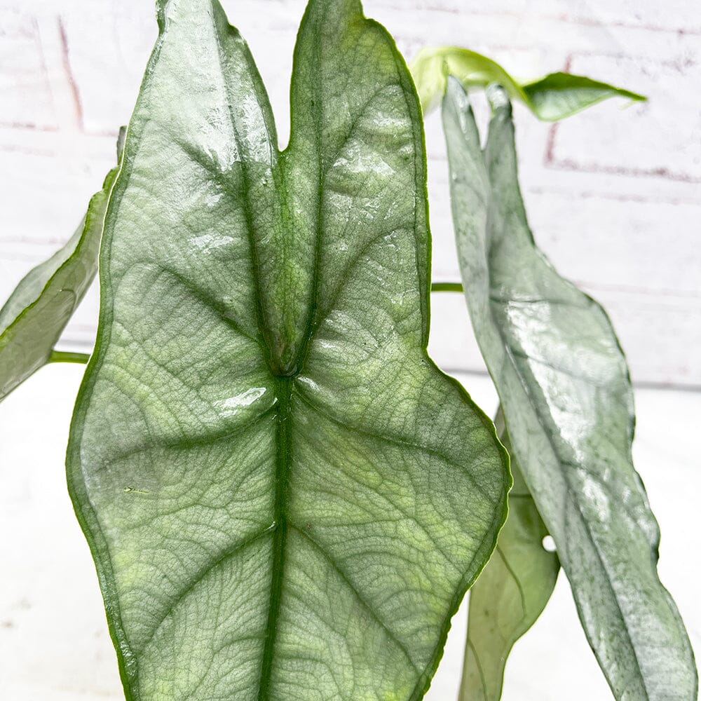 15 - 20cm Alocasia Dragon Breath Heterophylla Elephant Ear House Plant 10cm Pot House Plant