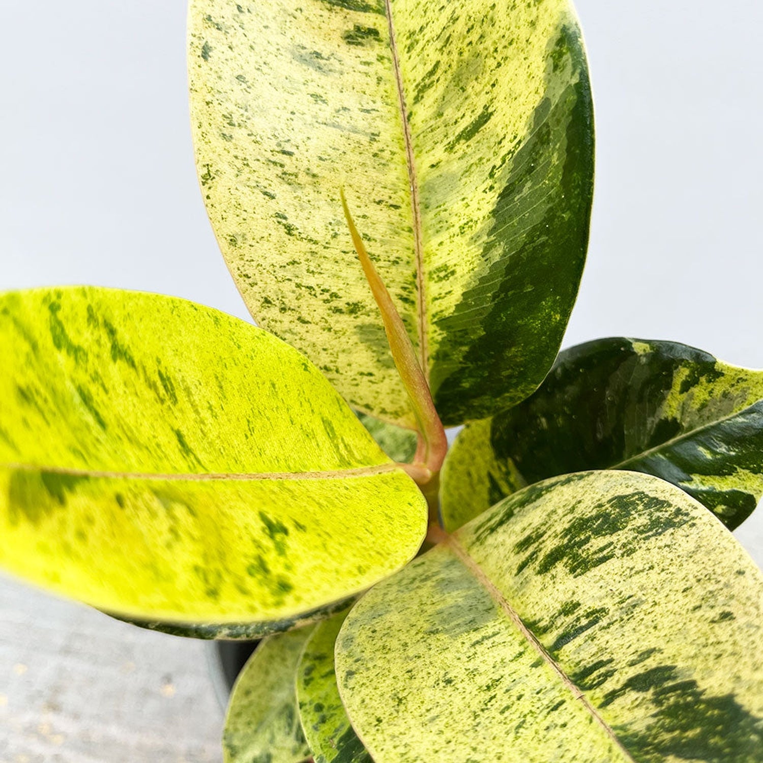 15- 20cm Ficus Shivereana Moonshine 9cm Pot House Plant House Plant