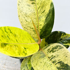 15- 20cm Ficus Shivereana Moonshine 9cm Pot House Plant House Plant