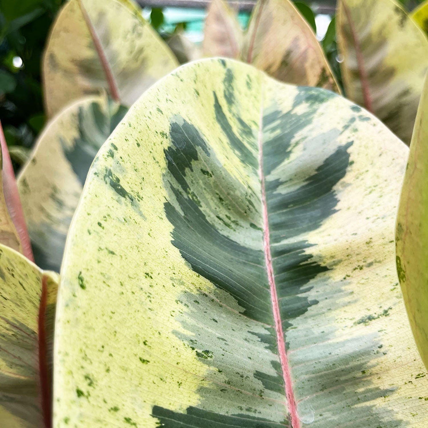 15- 20cm Ficus Shivereana Moonshine 9cm Pot House Plant House Plant
