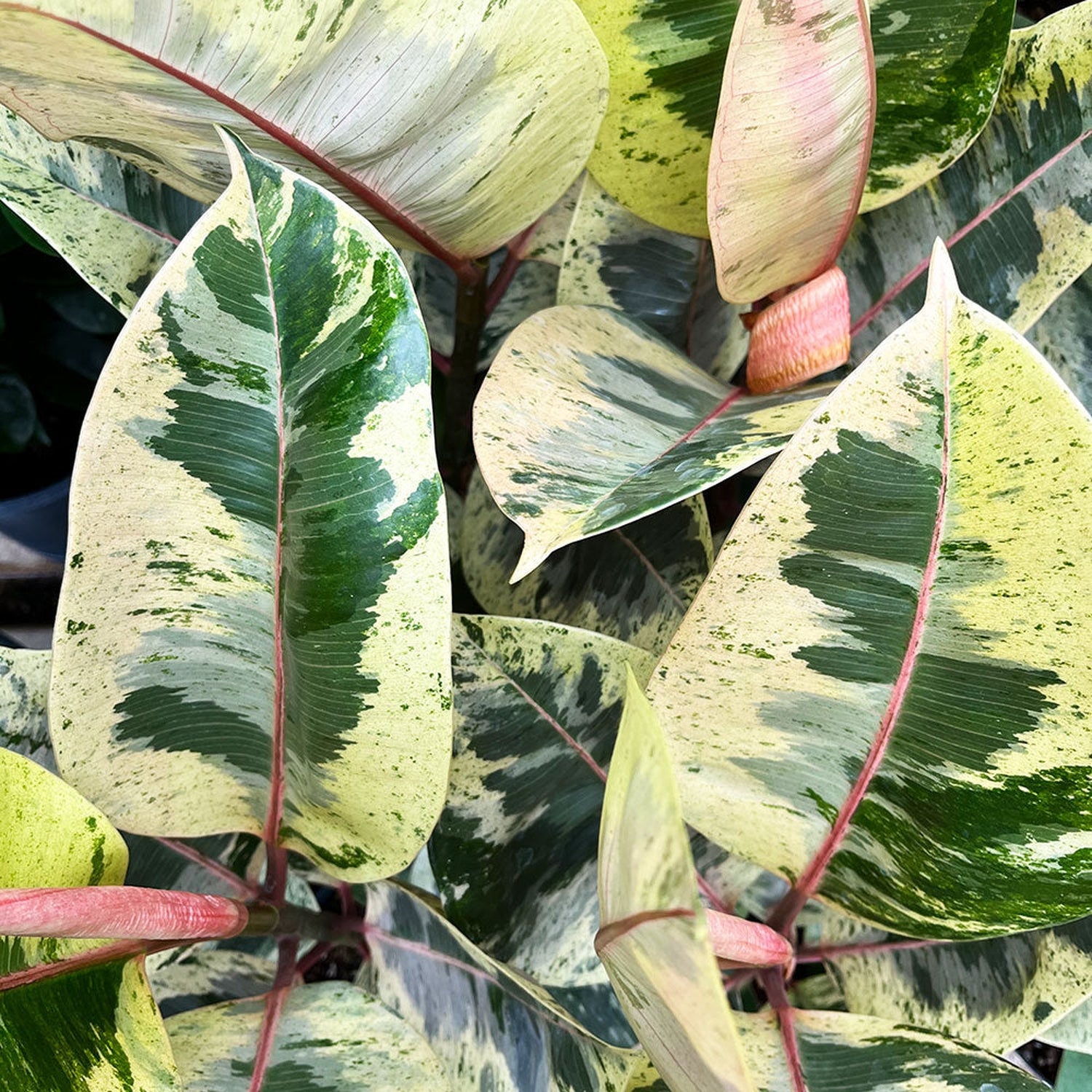 15- 20cm Ficus Shivereana Moonshine 9cm Pot House Plant House Plant
