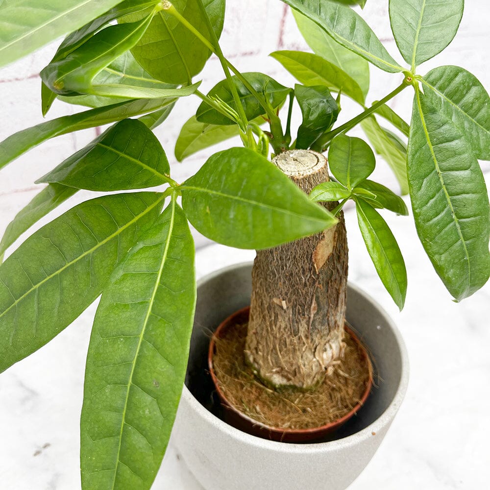 15 - 20cm Pachira Aquatica (Thick Trunk) 9cm Pot House Plant House Plant