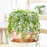 15 - 20cm Peperomia Prostrata Radiator House Plant 11cm Pot