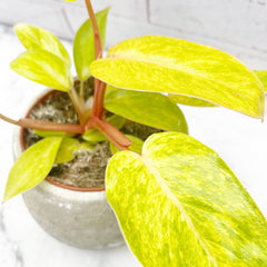 15 - 20cm Philodendron Painted Lady 12cm Pot House Plant House Plant