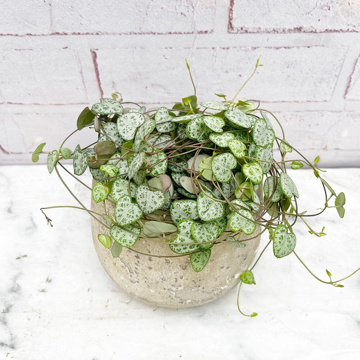 15 - 20cm String of Hearts Ceropegia Woodii House Plant in 12cm Pot House Plant