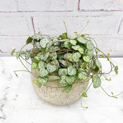 15 - 20cm String of Hearts Ceropegia Woodii House Plant in 12cm Pot House Plant