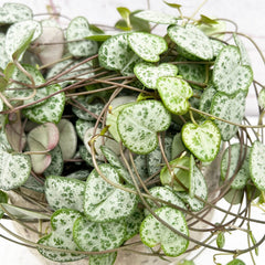 15 - 20cm String of Hearts Ceropegia Woodii House Plant in 12cm Pot House Plant