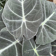 15 - 25cm Alocasia Black Velvet Elephant Ear 14cm Pot House Plant House Plant