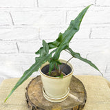 15 - 25cm Alocasia Sulawesi Sabrina Narrow House Plant 9cm Pot