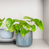 15 - 25cm Epipremnum Aureum Pothos 12cm Pot House Plant