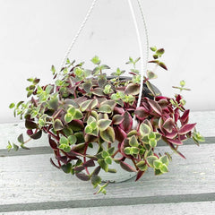 15 - 25cm Crassula Marginalis Succulent in Hanging 15cm Pot House Plant