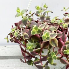 15 - 25cm Crassula Marginalis Succulent in Hanging 15cm Pot House Plant