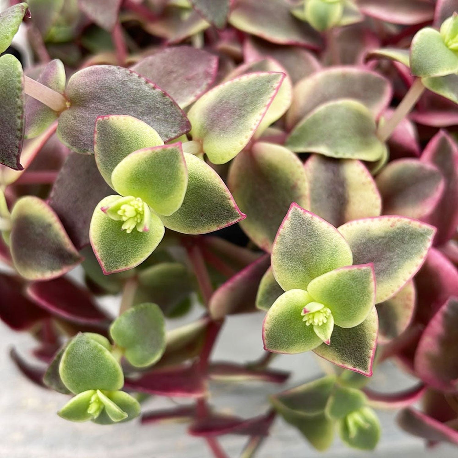 15 - 25cm Crassula Marginalis Succulent in Hanging 15cm Pot House Plant