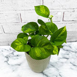 15 - 25cm Epipremnum Global Green Pothos 12cm Pot House Plant